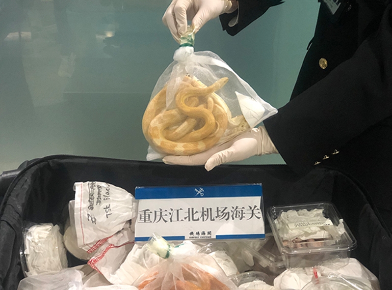 10月25日，重庆海关旅检渠道截获活体蛇21条 (1)